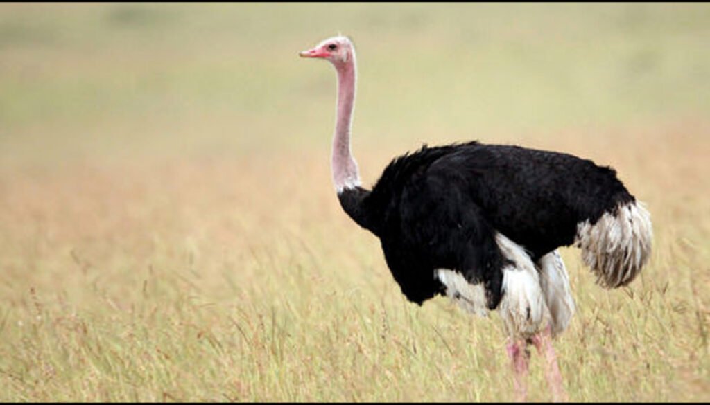 ostrich