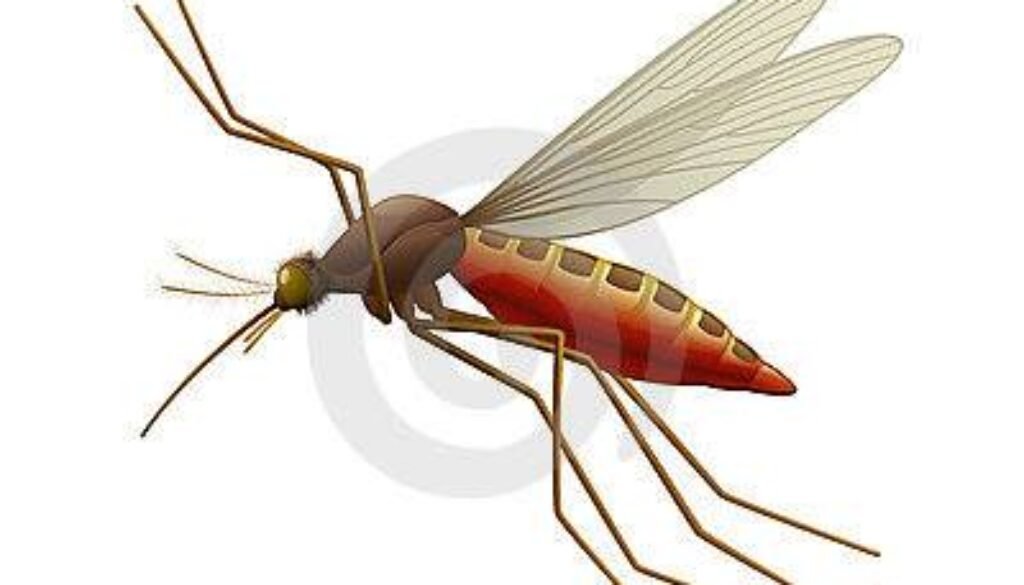 سالا ایک مچھر