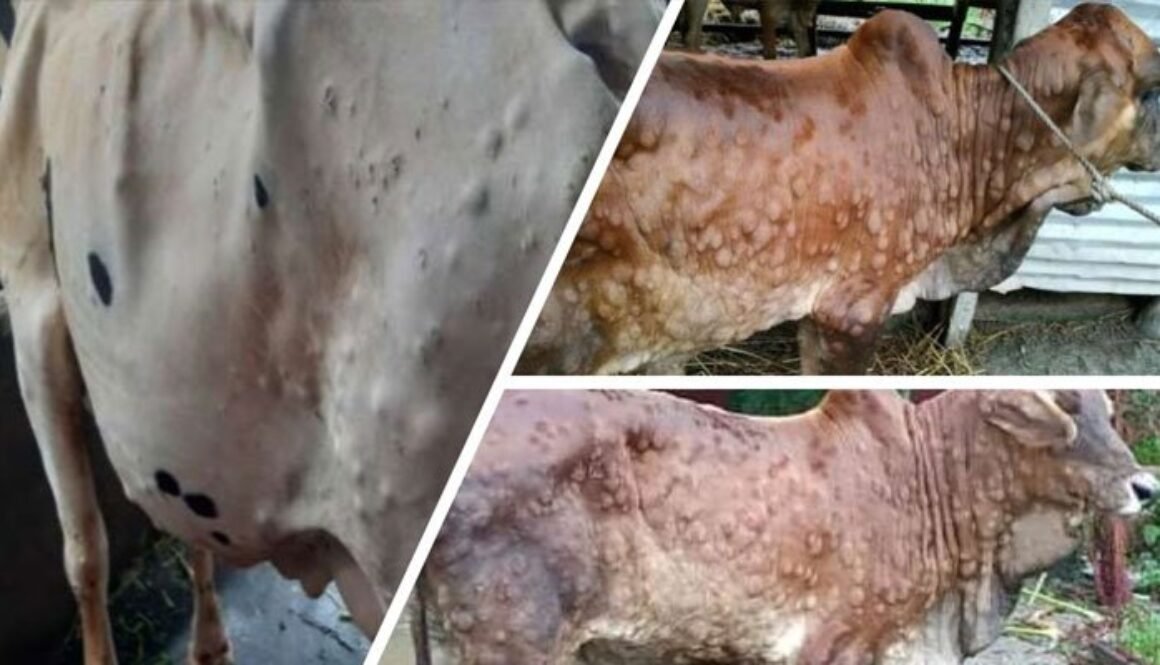 1059321_665073_limpi_updates